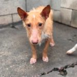 Podenco Maneto Mischling Gregorio, 07/2023, ca. 35 cm