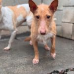 Podenco Maneto Mischling Gregorio, 07/2023, ca. 35 cm