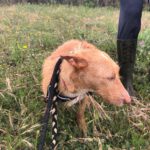 Podenco Maneto Mischling Gregorio, 07/2023, ca. 35 cm