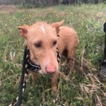 Podenco Maneto Mischling Gregorio, 07/2023, ca. 35 cm