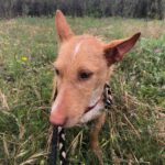 Podenco Maneto Mischling Gregorio, 07/2023, ca. 35 cm