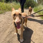 Podenco Maneto Mischling Gregorio, 07/2023, ca. 35 cm