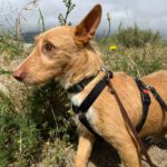 Podenco Maneto Mischling Gregorio, 07/2023, ca. 35 cm