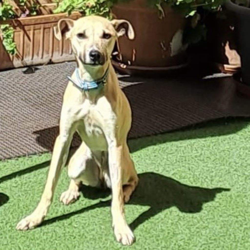 Windhund Mischling Greta, 05/2024, ca. 50 cm