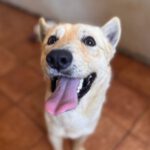 Podenco Mischling Guindilla, 03/2019, ca. 45 cm