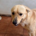 Podenco Mischling Guindilla, 03/2019, ca. 45 cm