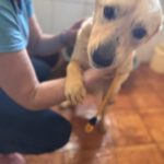 Podenco Mischling Guindilla, 03/2019, ca. 45 cm