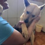 Podenco Mischling Guindilla, 03/2019, ca. 45 cm