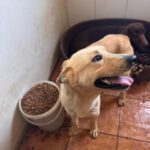 Podenco Mischling Guindilla, 03/2019, ca. 45 cm