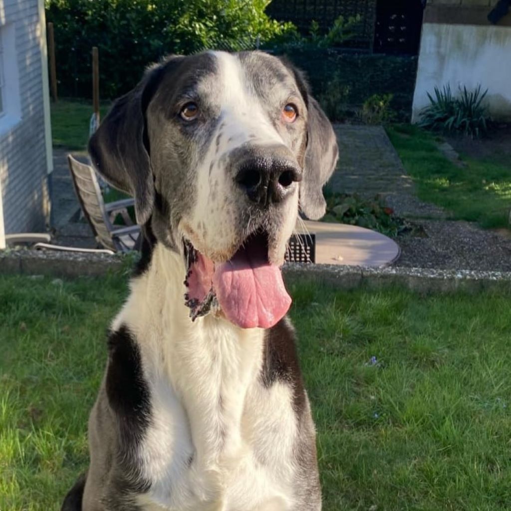 Deutsche Dogge Hannibal, 11/2020, ca. 80 cm, 42349 Wuppertal