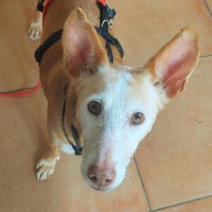 Podenco Hurrona, 01/2015, ca. 45 cm, 86459 Gessertshausen