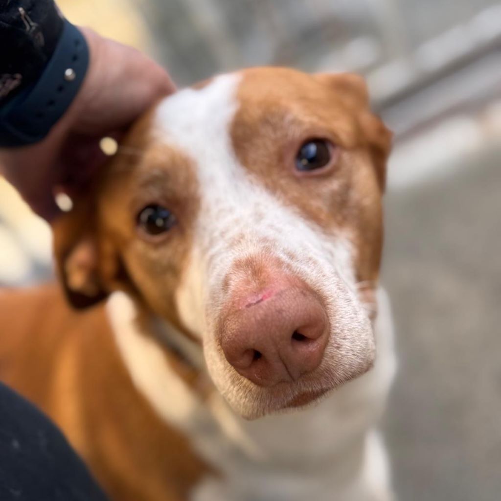 Podenco Igor, 01/2021, ca. 45 cm, 41564 Kaarst