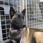 Malinois Mischling Jersey, 07/2024, Endgröße ca. 60- 65 cm