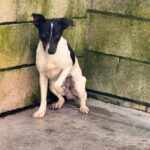 Bodeguero Mischling Juan, 03/2021, ca. 45 cm