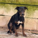 Bodeguero Mischling Juanita, 03/2021, ca.45 cm