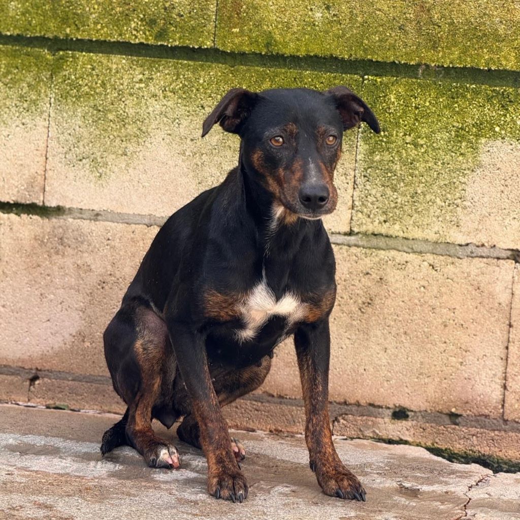 Bodeguero Mischling Juanita, 03/2021, ca.45 cm