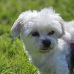 Malteser Kala, 06/2018, ca. 20 cm, 73272 Neidlingen