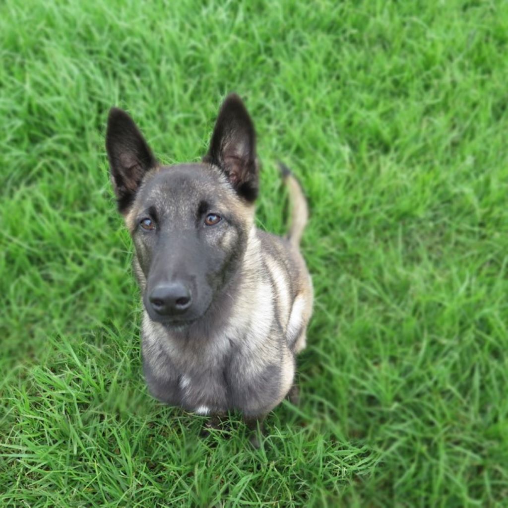 Malinois Mischling Kaysa, 05/2024, ca. 50 cm