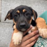 Mischling Konrad, 01/2025, Endgröße ca. 55- 65 cm