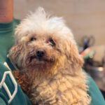 Pudel Lana, 04/2017, ca. 30-45 cm