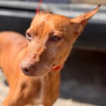 Podenco Leona, 09/2017, ca. 45 cm