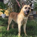 Mischling Leonardo, 04/2023, ca. 65 cm