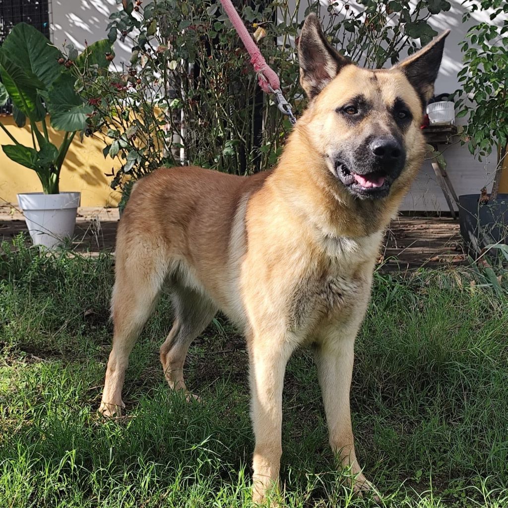 Mischling Leonardo, 04/2023, ca. 65 cm