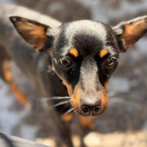 Pinscher Lexi, 10/2023, ca. 35 cm