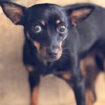 Pinscher Lexi, 10/2023, ca. 35 cm