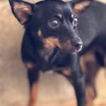 Pinscher Lexi, 10/2023, ca. 35 cm