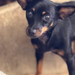 Pinscher Lexi, 10/2023, ca. 35 cm