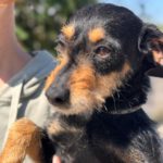 Dackel Mischling Lilly, 04/2023, ca. 35 cm