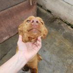 Podenco Limon, 12/2022, ca. 45 cm