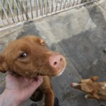 Podenco Limon, 12/2022, ca. 45 cm