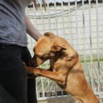 Podenco Limon, 12/2022, ca. 45 cm