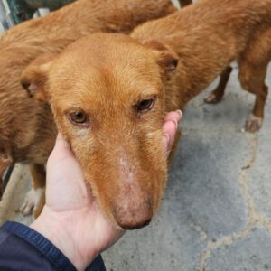 Podenco Lisa, 10/2023, ca. 45 cm