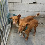 Podenco Lisa, 10/2023, ca. 45 cm