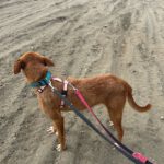 Podenco Lisa, 10/2023, ca. 45 cm