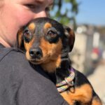 Dackel Mischling Lola, 04/2024, ca. 35 cm