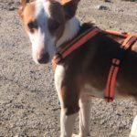 Podenco Lucia, 11/2023, ca. 45 cm