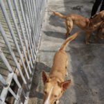 Podenco Luque, 06/2021, ca. 45 cm