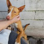 Podenco Luque, 06/2021, ca. 45 cm