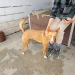 Podenco Luque, 06/2021, ca. 45 cm