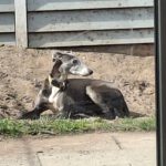 Galgo Macarena, 02/2020, ca. 65 cm, 29690 Essel