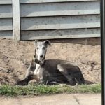 Galgo Macarena, 02/2020, ca. 65 cm, 29690 Essel