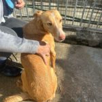 Podenco Maga, 09/2021, ca. 45 cm