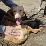 Podenco Maga, 09/2021, ca. 45 cm