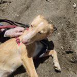 Podenco Maga, 09/2021, ca. 45 cm