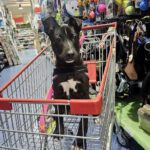 Mischling Malu, 11/2024, Endgröße ca. 50- 60 cm