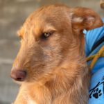 Podenco Margarita,11/2024, Endgröße ca. 45 cm